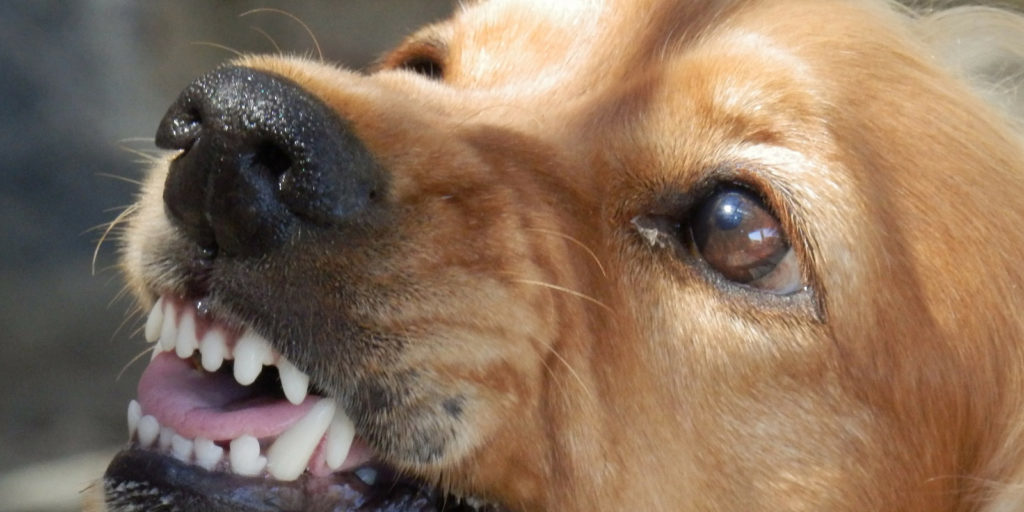 Reclamos por mordeduras de perros