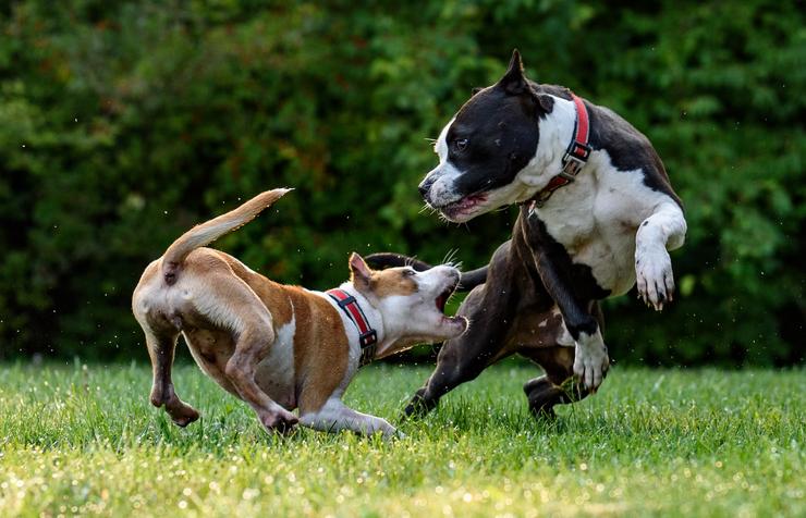 abogado de mordida de perro indiana